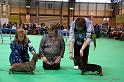 Crufts2011_2 1654